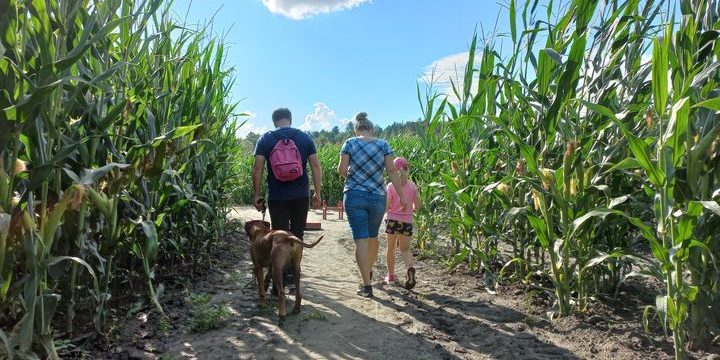 Labirint koruza in sprehajanje po poteh