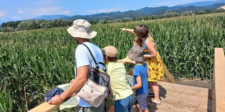 Koruzni labirint pogled iz mosta