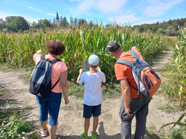 Koruzni labirint poti, labirint v koruzi