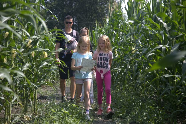 Koruzni labirint Krtina