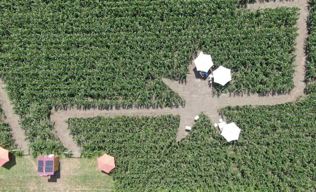 Koruzni labirint Krtina