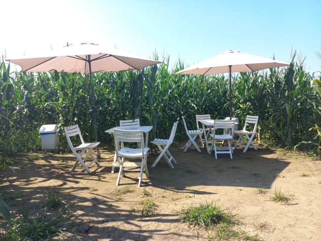 Bar v koruznem labirintu