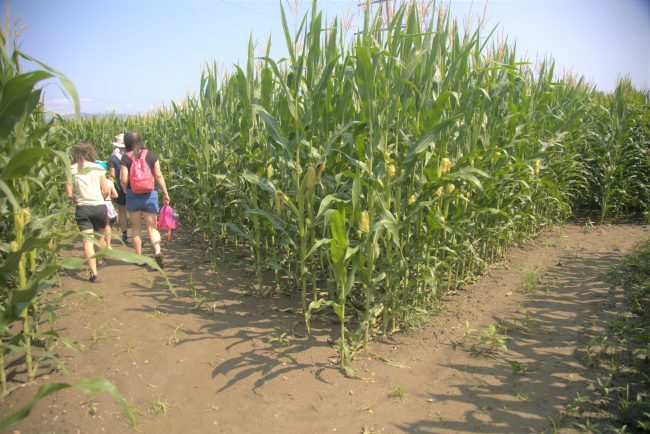 Koruzni labirint Krtina