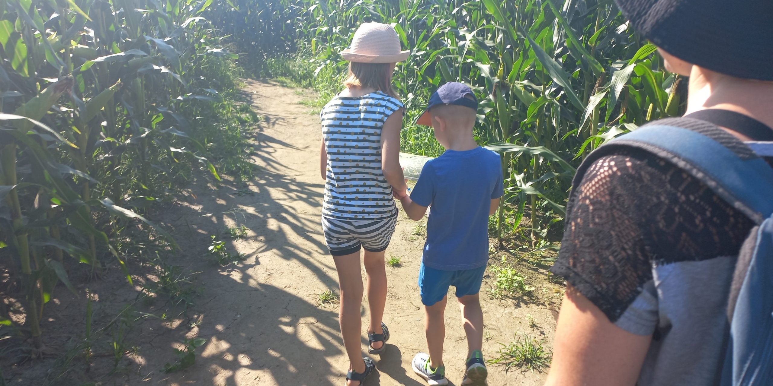 Iskanje prave poti v labirintu v koruzi