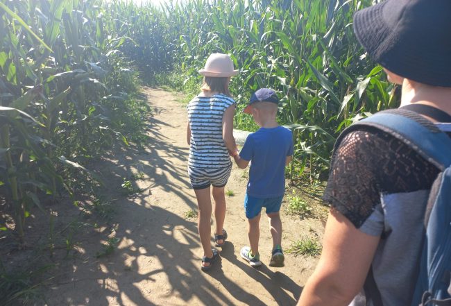 Iskanje prave poti v labirintu v koruzi