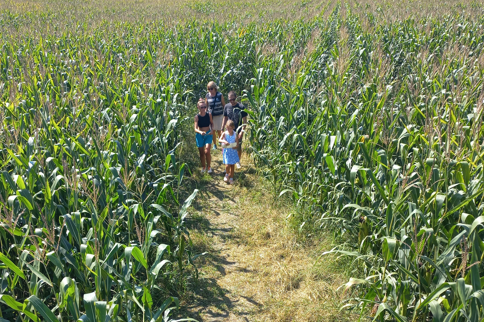 koruzni labirint družina